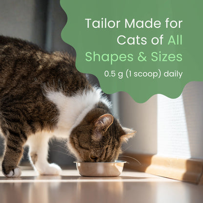 Pawjevity™- Green Lipped Mussel Powder